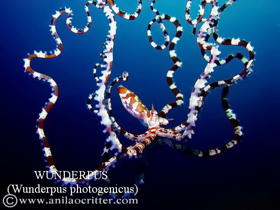 Anilao-diving-Anilao-most-wanted-critters-wunderpus